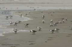 Sanderling