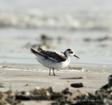 Grey Phalarope