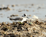 Grey Phalarope