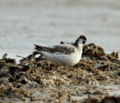 Grey Phalarope