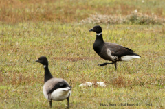 Black Brant