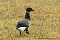 Black Brant