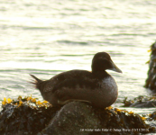 Eider