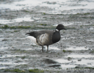 Grey-bellied Brant