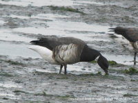 Grey-bellied Brant