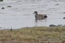 Gadwall