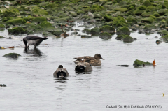 Gadwall