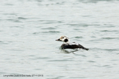 Long-tailed Duck