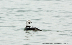 Long-tailed Duck