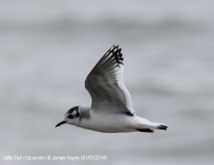 Little Gull