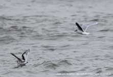 Little Gulls