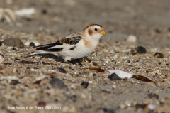 Snow Bunting