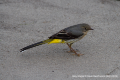 Grey Wagtail