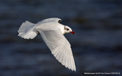 Mediterannean Gull