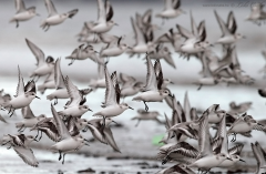 Sanderlings