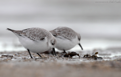 Sanderling