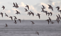 Sanderling