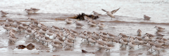 Sanderling