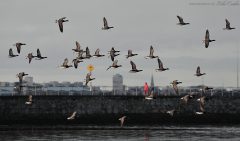 Brent Geese