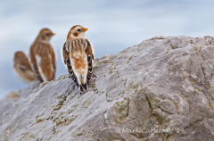 Snow Bunting