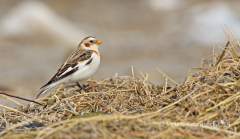 Snow Bunting