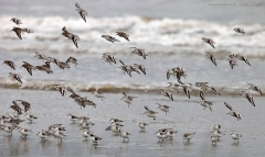 Sanderlings