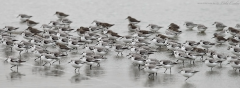 Sanderling