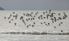 Sanderling