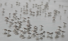 Sanderling