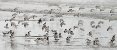 Sanderling