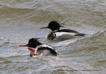 Red-breasted Merganser 