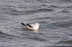 Little Gull