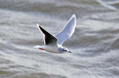 Little Gull