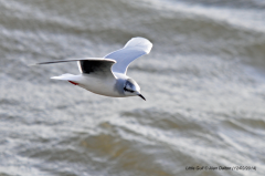 Little Gull