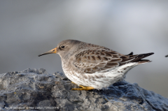 Purple Sandpiper