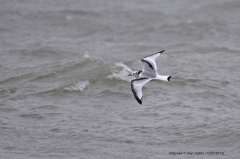 Kittiwake