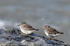 Purple Sandpiper