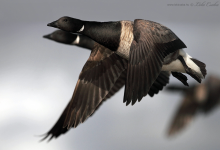 Brent Geese