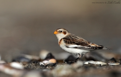 Snow Bunting