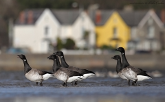 Brent Geese