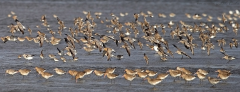 Bar-tailed Godwits