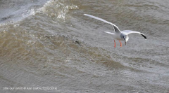 Little Gull