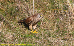 Kestrel