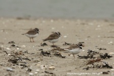 Ringed Plover