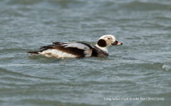 Long-tailed Duck