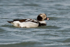 Long-tailed Duck