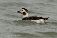 Long-tailed Duck