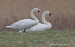 Mute Swans