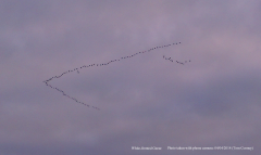 White-fronted Geese