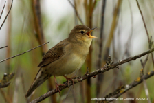 Grasshopper Warbler